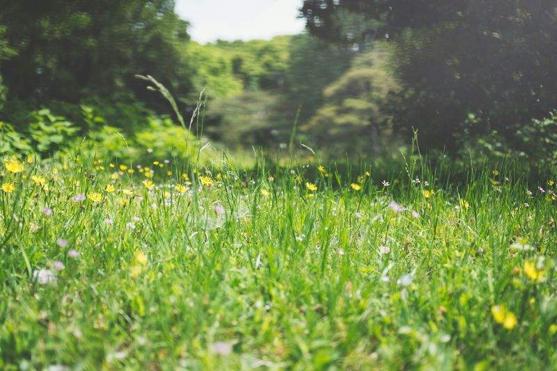 剪定・伐採・草刈り
